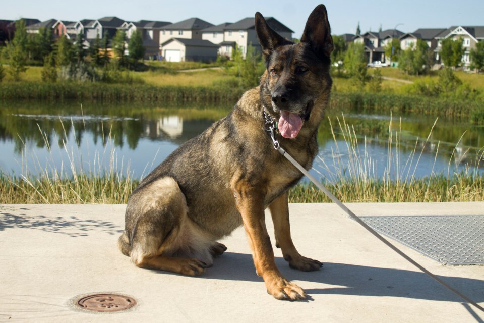 Ned’s Wish gives post-career care to retired police and military service canines